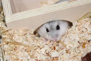 Hamster in seinem Haus  