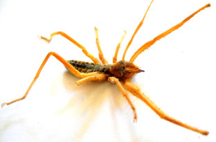 Walzenspinne (Solifugae, Camel Spider)