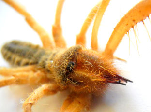 Walzenspinne (Solifugae, Camel Spider)