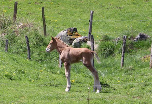 Photo décorative jeune poulain