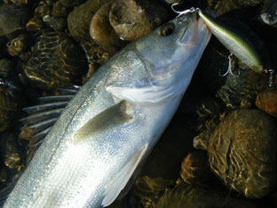 Seabass by Redeye 105
