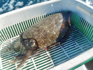 あ”ーん!(╬゚◥益◤゚) って感じのコウイカ笑