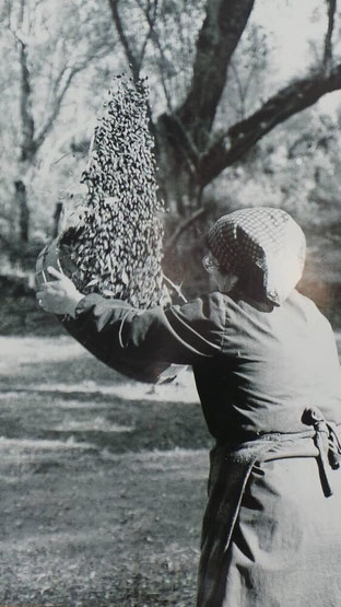Raccolta olive in Calabria