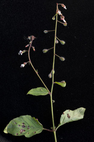 Die feinen Blüten des grossen Hexenkrauts. Foto Françoise Alsaker