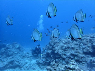 石垣島でのんびりダイビング「魚群」ヒートハートクラブ