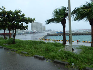 石垣島でのんびりダイビング「台風吹き返し」ヒートハートクラブ