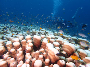 石垣島でのんびりダイビング「お魚団地」ヒートハートクラブ