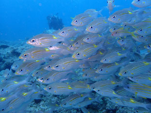 石垣島でのんびりダイビング「魚まみれ」ヒートハートクラブ