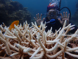 石垣島でのんびりダイビング「サンゴ白化現象」ヒートハートクラブ