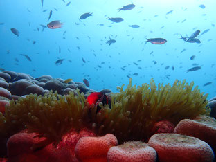 石垣島でのんびりダイビング「巨大コモンシコロサンゴ」ヒートハートクラブ