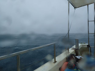 石垣島でのんびりダイビング「豪雨」ヒートハートクラブ