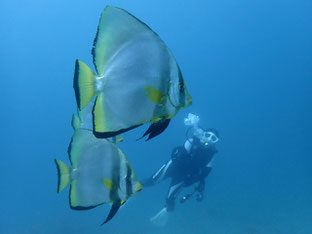 石垣島でのんびりダイビング「天気回復」ヒートハートクラブ