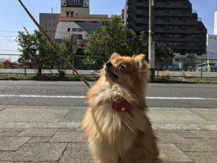 飼い主さんとアイコンタクトをして指示を待つチビチビちゃん