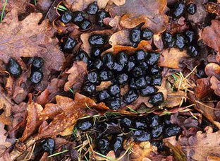 糞の特徴 L E A F Nature Works 糞の特徴 L E A F Nature Works