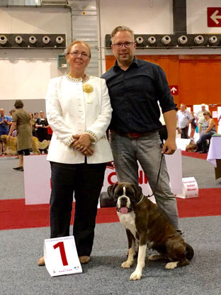 Boxer Hund vonderwaldnielerheide Ausstellung