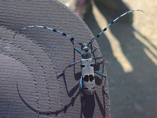 Rosalia alpina, Pyrénées centrales (photo Ugo)