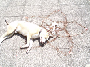 Mein Pitbull Rüde "Emil" weiß was ihm gut tut. Hier mit der Venusblume