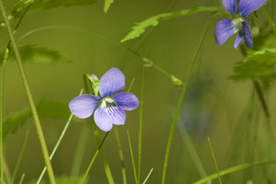 The beautiful Marsh Violet (Viola cucullata) grows in one of the forest seeps on Distant Hill.