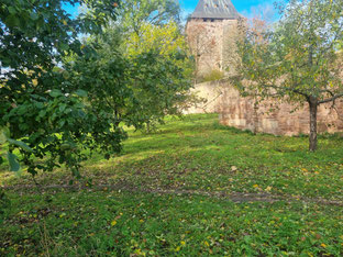 Streuobstwiese Streuobst Artenvielfalt Burg Nideggen NABU Düren