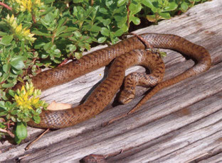 Schlingnatter Reptil des Jahres 2013 Natur des Jahres 2013 NABU Düren