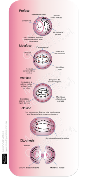 Mitosis