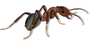 Crédit Photo: OpenClipart-Vectors   https://pixabay.com/fr/des-animaux-fourmi-insectes-nature-156893/