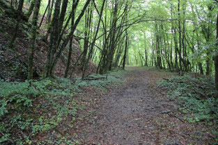 De nouveaux chemins dans la forêt des possibles