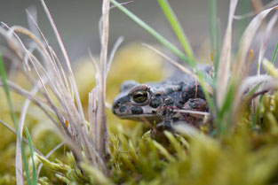 Wechselkröte © Kathleen C. Webster