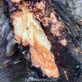 Phytophthora houtrot