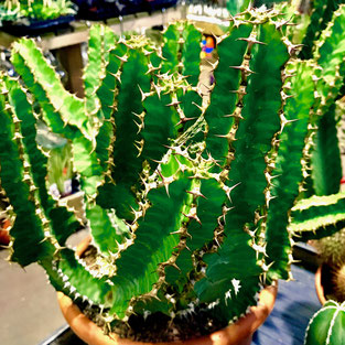 cactus verzorgen, cactus kweken