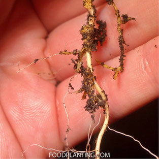 Phytophthora rootrot, citrusboom wortelstelsel