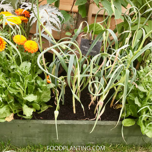 Phytophthora, volle grond, moestuinbak