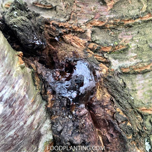 Phytophthora infectie, gummiosis
