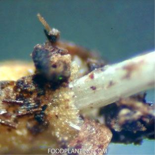 Phytophthora wortelrot