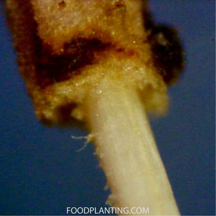 Phytophthora wortelrot