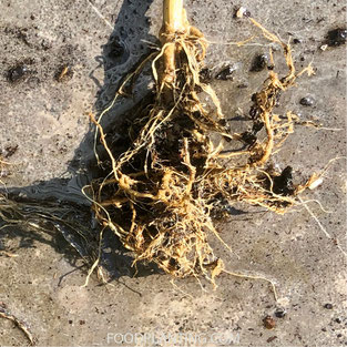 Phytophthora tomatenplant