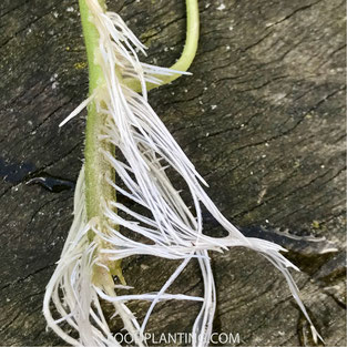 tomaten wortels, Phytophthora