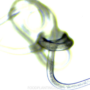 Steinernema feltiae, nematoden, rouwmuggen