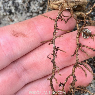 Phytophthora