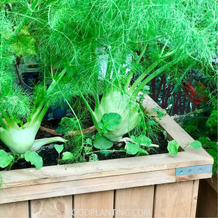 Phytophthora, moestuinbak, klei grond