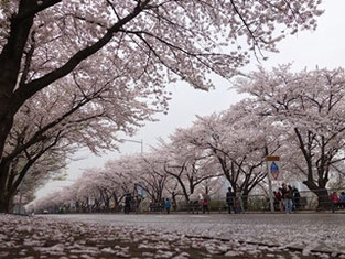 汝矣島春の花見祝祭