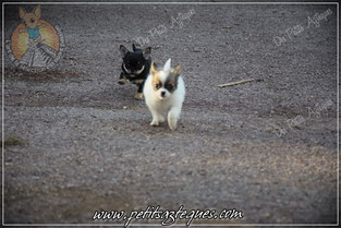 Au secours les puces pour chien sont là ! Fuyons