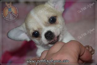 Chiot chihuahua a vendre