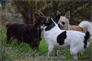 Qu'est ce qu'un chihuahua peureux ?