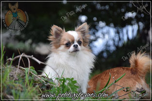 Chihuahua bleu fawn aux yeux clair étalon de notre élevage