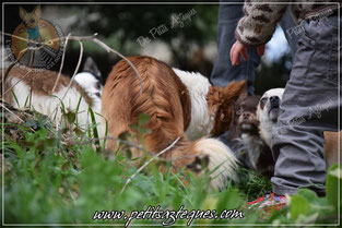 Le chihuahua est un chien attentif