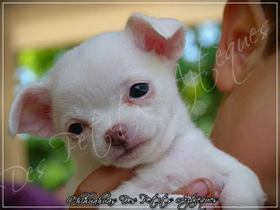 Evolution de bébé chiwawa en chiot (de gauche à droite)