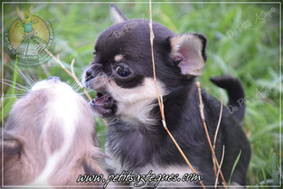 Moi chihuahua girl poil court, pas puce de chien sur moi !