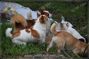 Fabuleux animal de compagnie, le mini chihuahua