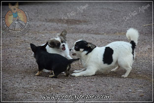 Traiter naturellement son chien contre les puces